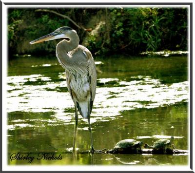 Blue heron with friends.jpg