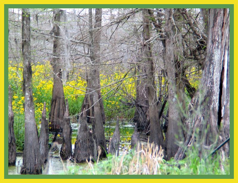 Butterweed in the Swamp_5287