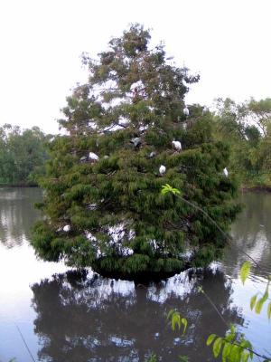 Cypress and Ibis