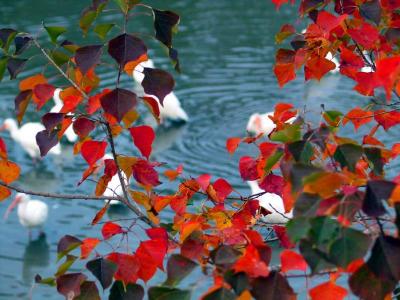 Ibis in Fall Color