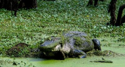 Alligator on the Bayou_5238