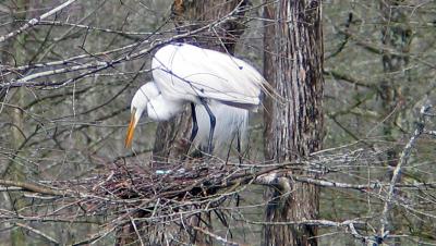 Turning Her Eggs_5292