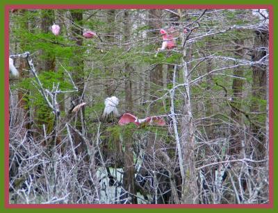 Spring in the Swamp_5256.jpg