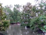 Bird Motel