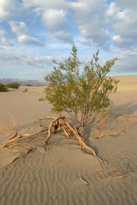 Death Valley, Dunes #14