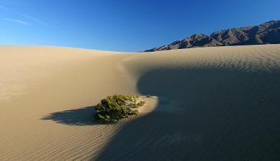 Sand Dune, Bush, and Shadow