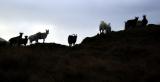 Islay - wild goats near machir bay
