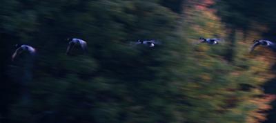Flying Geese.jpg