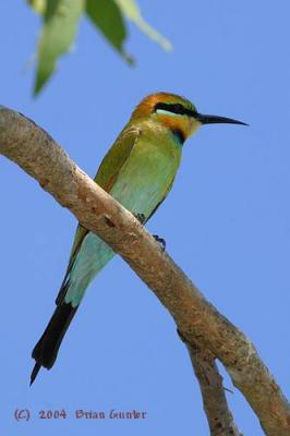 Bee-eaters