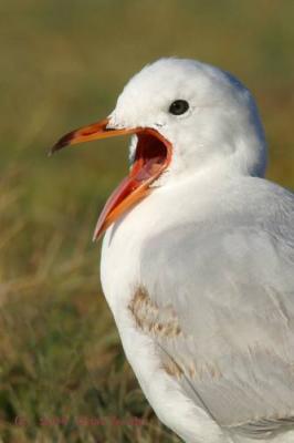 Gulls