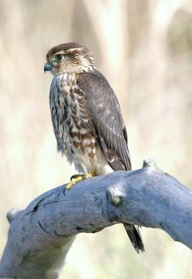 Merlin
