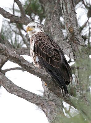 Bald Eagle