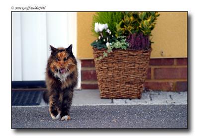 striking cat - evil face - walking towards camera copy.jpg