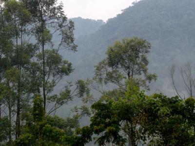 The Impenetrable Forest - Uganda