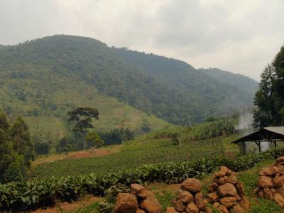 Bwindi - tea plantation