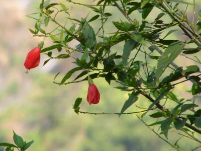 Ndali Lodge - Uganda