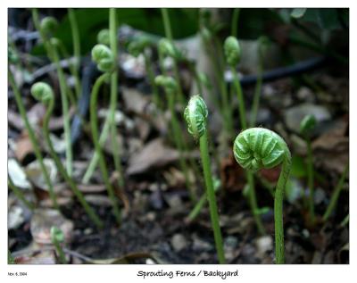 Sprouting Ferns