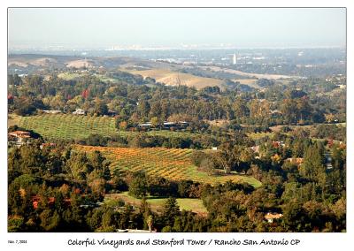 Colorful Vineyard and Stanford Tower