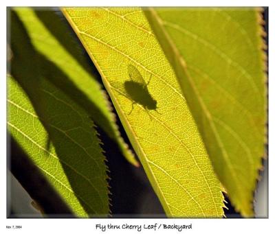 Fly shadow thru Leaf