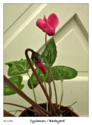 Cyclamen blossoming