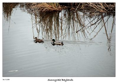 Duck couple at the Sunnyvale Baylands