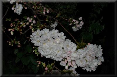 Flashed Cherry Blossoms