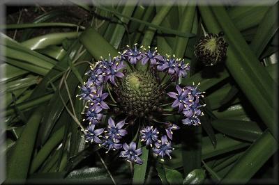 Caribbean Lilly