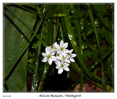 Allium blossoming from the backyard