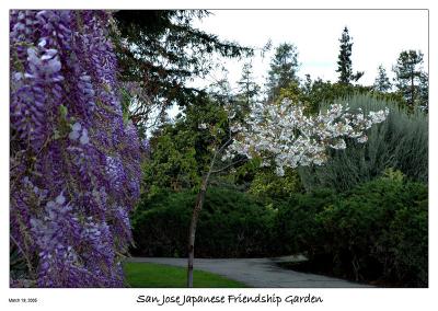 Wisteria and Cherry blossoms