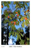 More Fall colors as the Kaki ripen