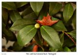 Fall Leaf and Camelia bud