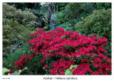 Red Azalea at Hakone Gardens