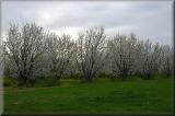 Olson Cherry Orchard