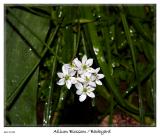 Allium blossoming from the backyard