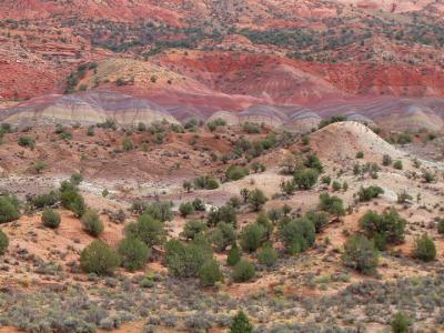 Painted desert layer (Chinle Formation) near Vermillion Cliffs of southern Utah