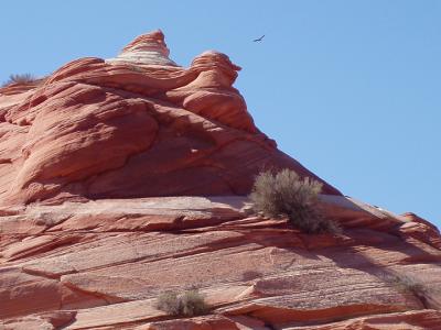 Hawk circling the cliff face