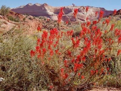 Indian Paintbrush