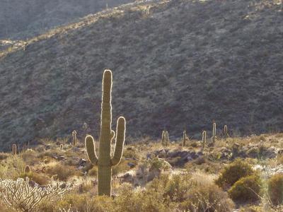 Backlit saguaro