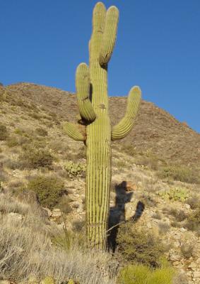 Huckleberry Hound emerges from behind saguaro