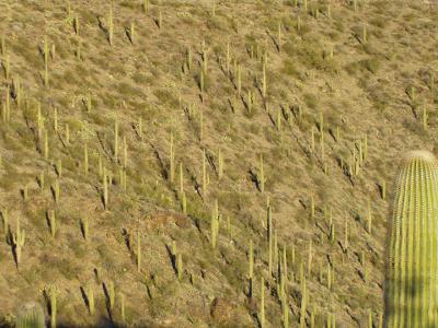 Saguaro slope