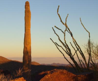 Last sunlight on the saguaro