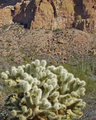 The vicious cholla of the Picketpost highlands