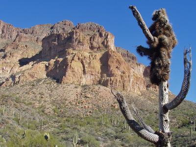 Cholla past it's prime