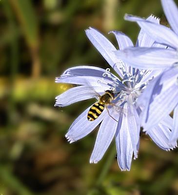 Bee on Chickory