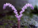  Madagascar Lace Plant Bloom (Aquatic)3005