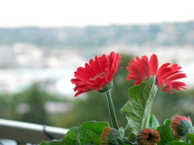 Daisy in my balcony