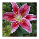 Tiger Lily