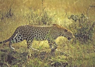 leopard-18.jpg