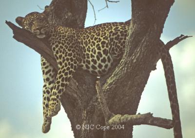 leopard-25.jpg