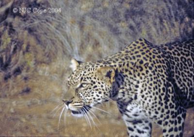 leopard-30.jpg